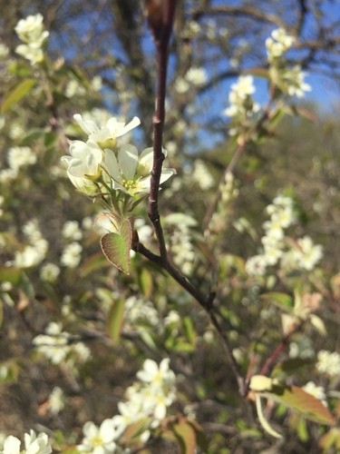 ザイフリボク属 (分類, 特徴, 花, 画像)