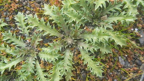 Eryngium vesiculosum PictureThis