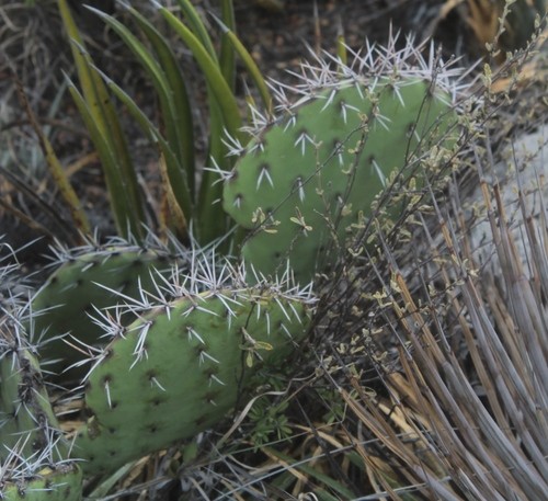 Opuntia stenopetala - PictureThis