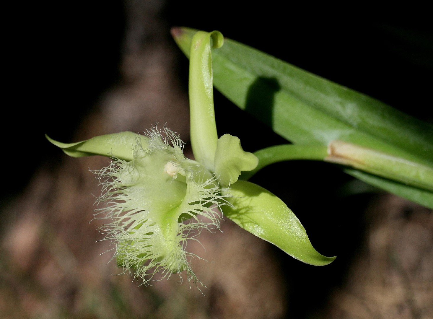 Honduras National Flower Best Flower Site