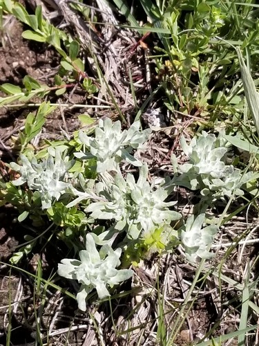 Big-head rabbit-tobacco (Diaperia prolifera)
