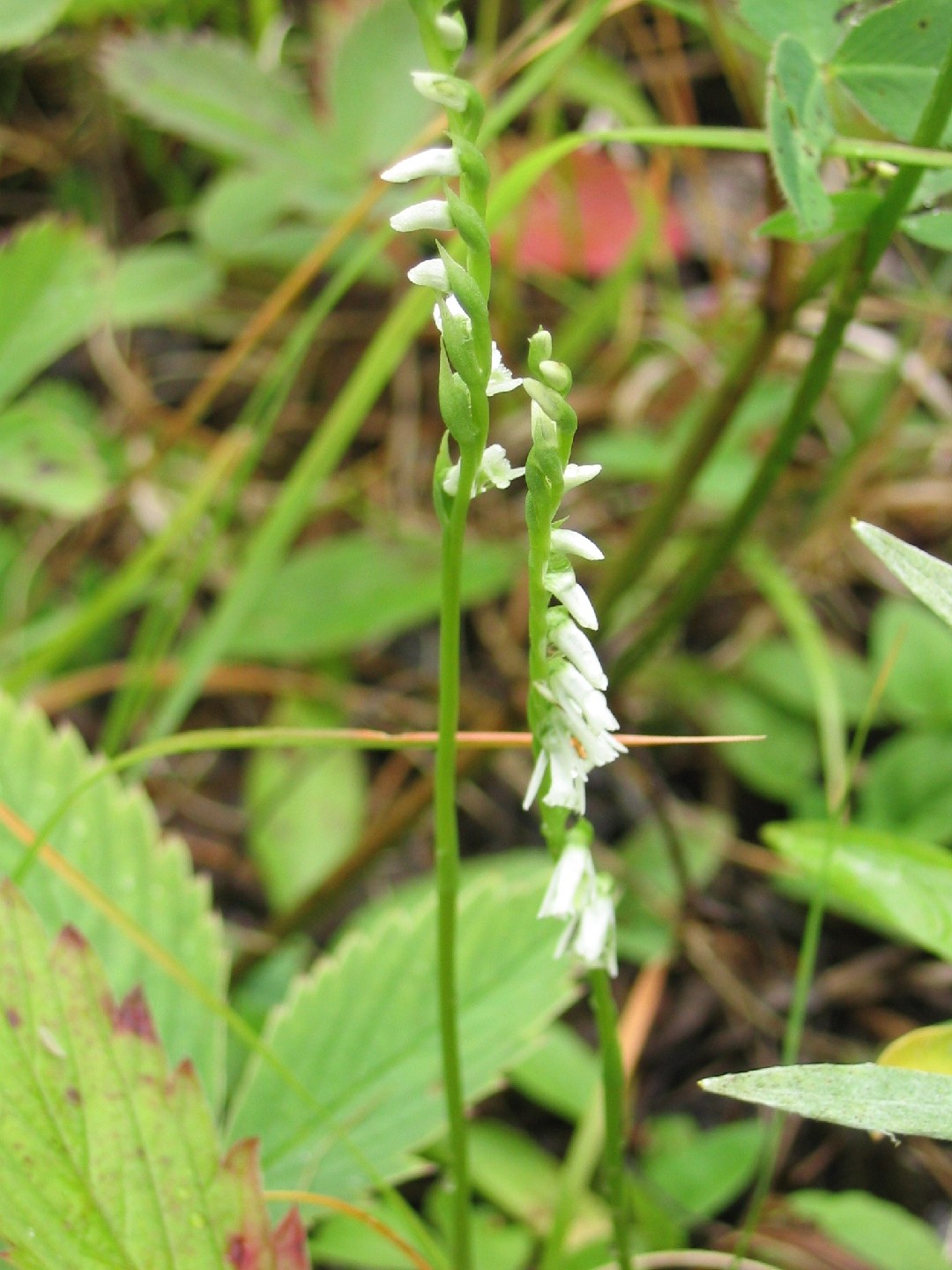 Northern slender lady's tresses (Spiranthes lacera) Flower, Leaf, Care ...