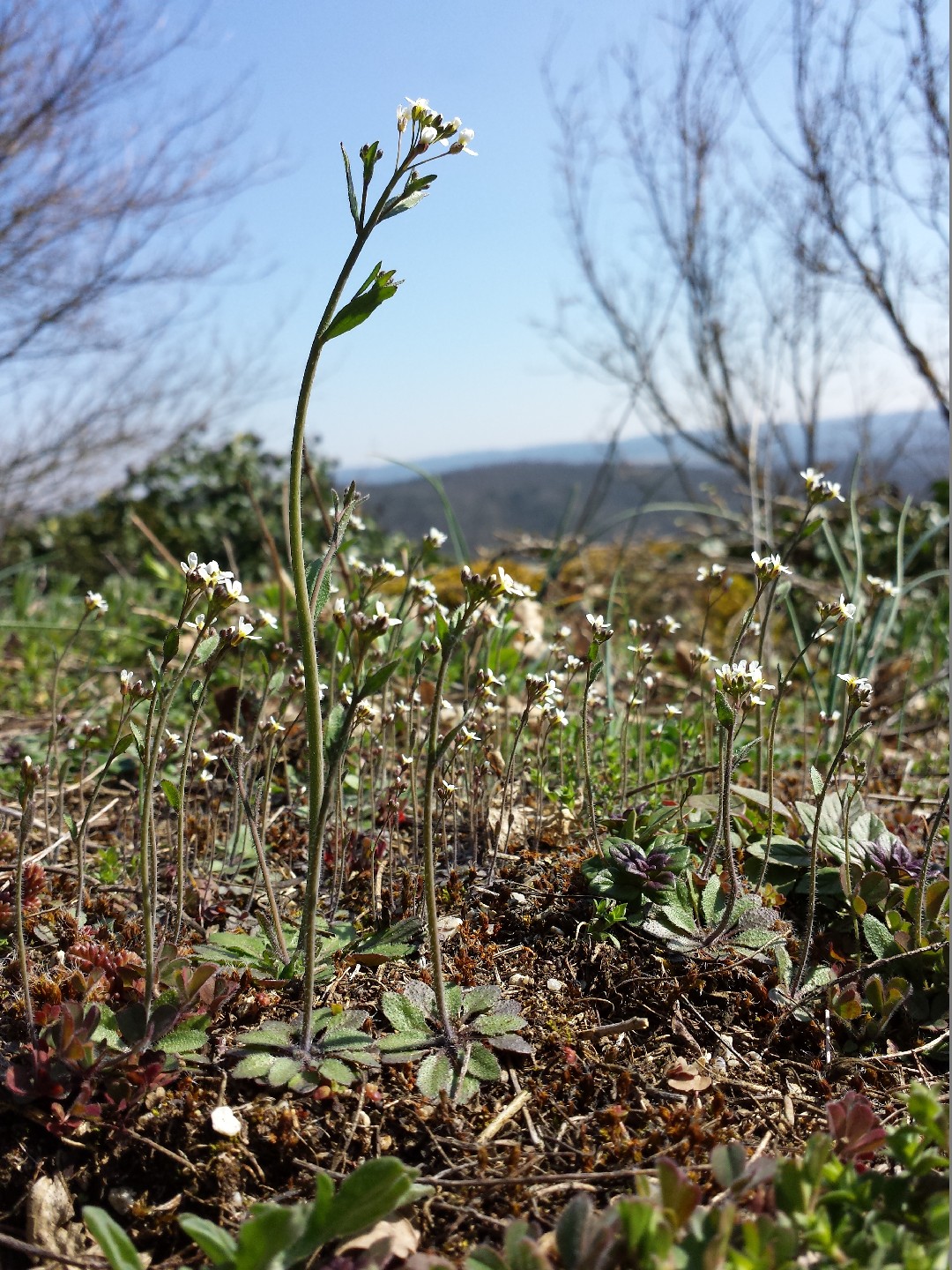 애기장대 (Arabidopsis thaliana) - PictureThis