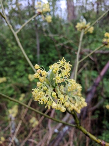 How to Grow and Care for Common sassafras