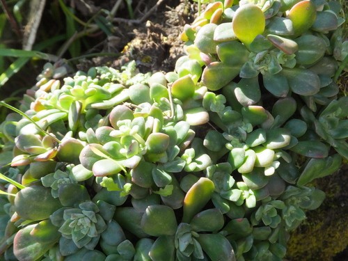 セダム属 (分類, 特徴, 花, 画像)