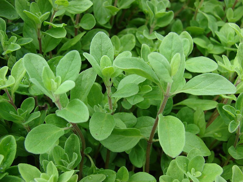 Sweet marjoram (Origanum majorana) Flower, Leaf, Care, Uses PictureThis