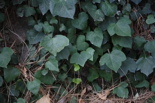 English ivy - Hedera helix (Care, Characteristics, Invasive, Images, Toxic)