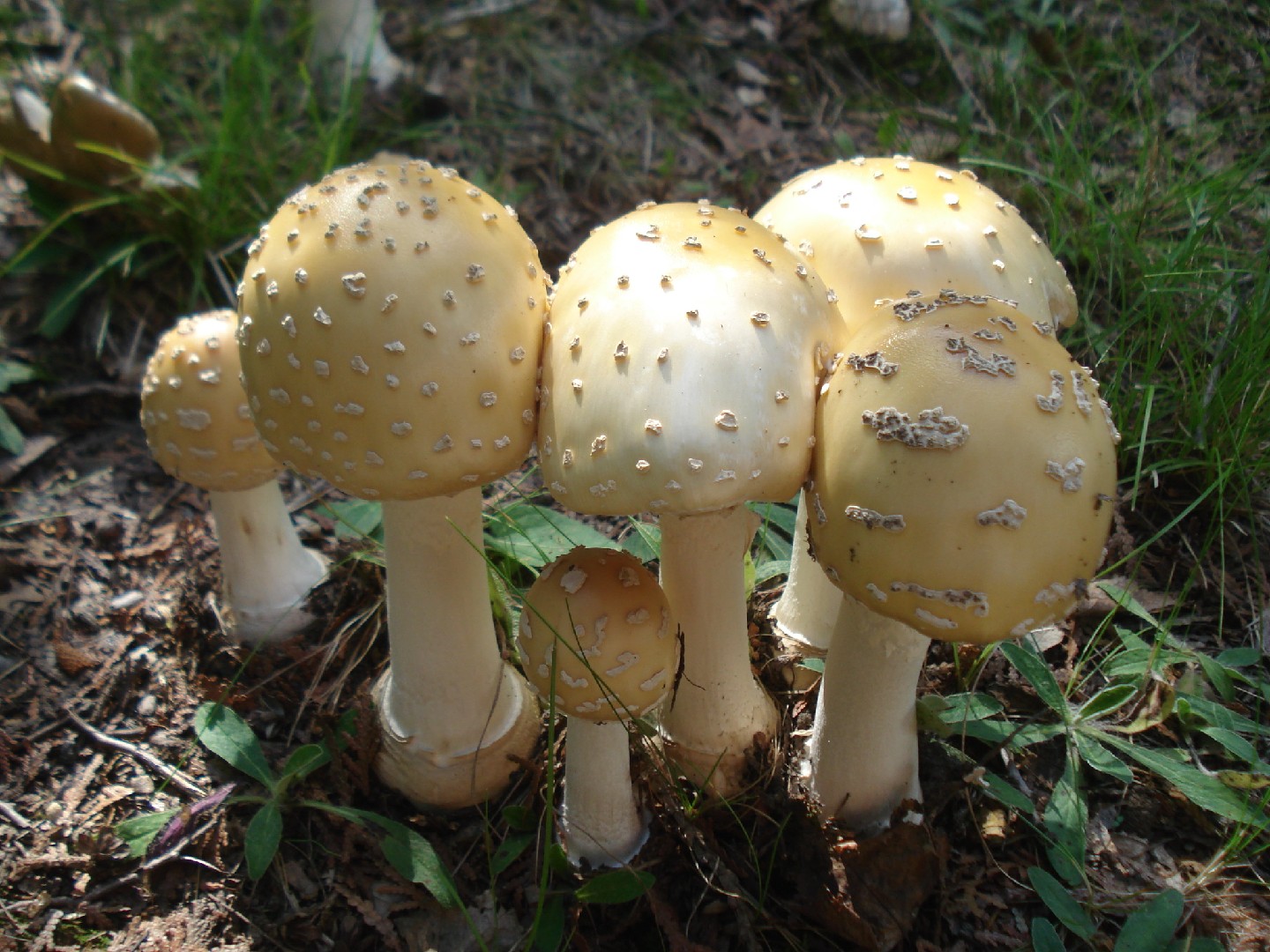 豹斑毒鹅膏菌(Amanita pantherina) - Picture Mushroom, image size:1440x1080
