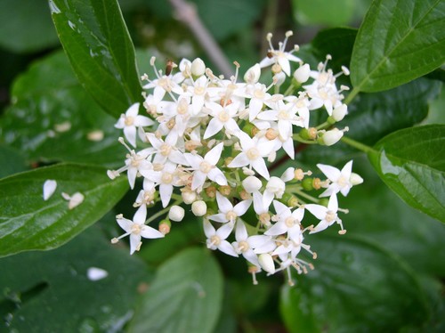 アカクキミズキ（赤茎水木） (Cornus sericea) - PictureThis