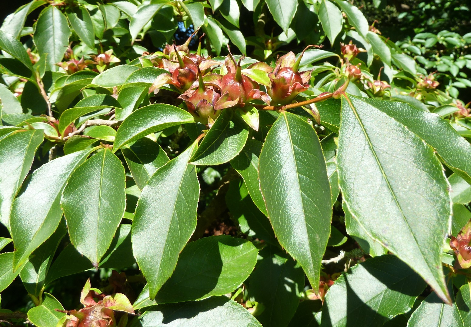 シナナツツバキ(支那夏椿) (Stewartia rostrata) 花言葉,毒性,よくある質問 - PictureThis