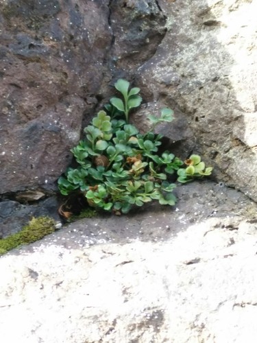 イチョウシダ（銀杏羊歯） (Asplenium ruta-muraria) - PictureThis