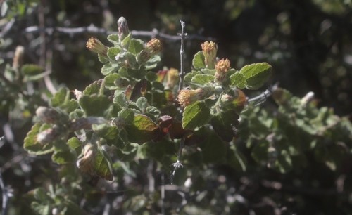Brickellia veronicifolia PictureThis