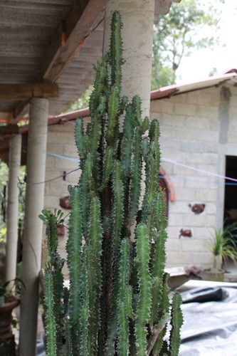 Cacto-candelabro (Euphorbia trigona) - PictureThis
