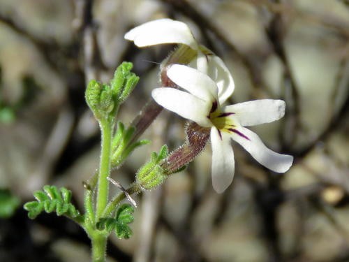 Jamesbrittenia Tysonii PictureThis jamesbrittenia-tysonii-picturethis