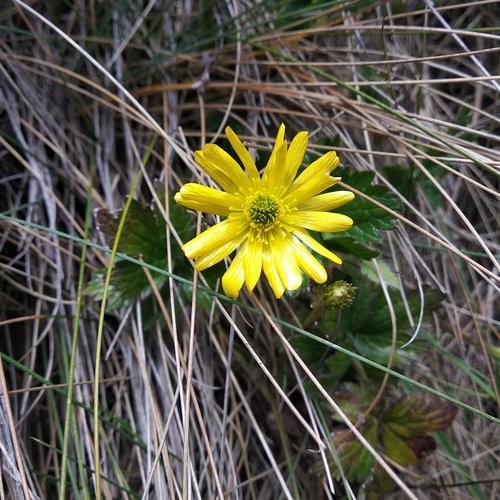 キンポウゲ属 (分類, 特徴, 花, 画像)