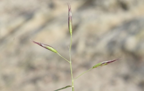 扁芒草屬 (Danthonia)