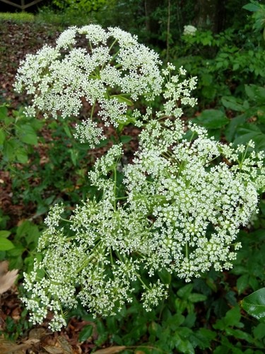 Angelica Venenosa 花言葉 学名 よくある質問 Picturethis
