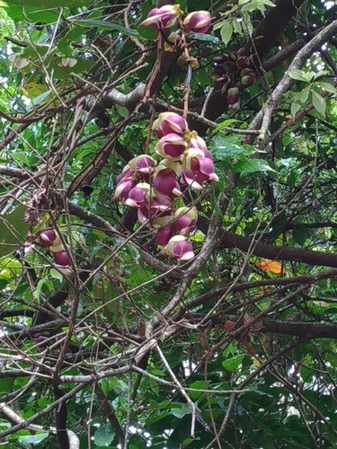 血藤 (Mucuna macrocarpa) 照顧，種植，繁殖，開花時間 - PictureThis