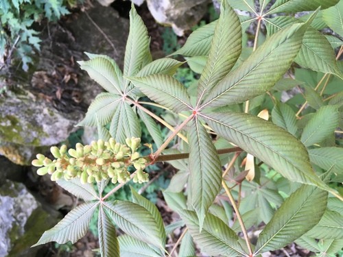 Falso castaño amarillo (Aesculus flava) - PictureThis