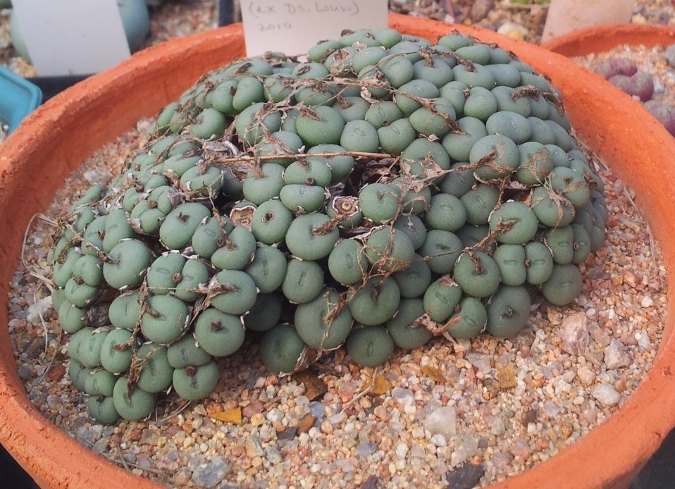 How to Grow and Care for Conophytum minutum