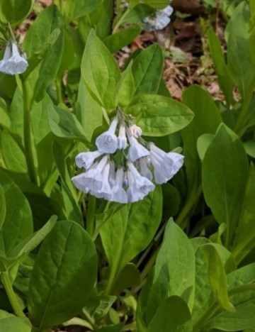 バージニア・ブルーベルの判定方法 (Mertensia virginica)