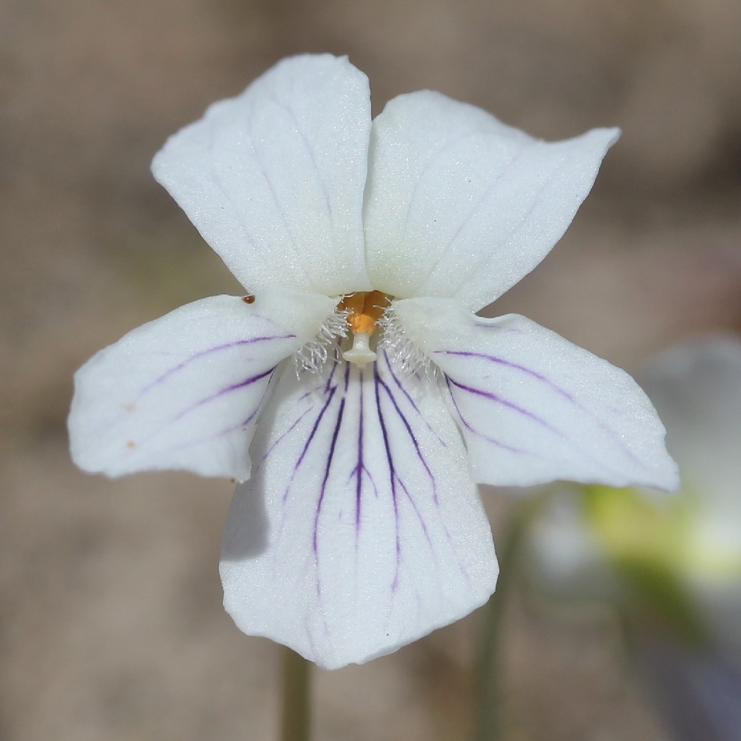 Manchurian violet (Viola mandshurica) Flower, Leaf, Care, Uses