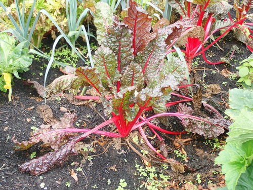 devils horns plant Crassula Devils Horns