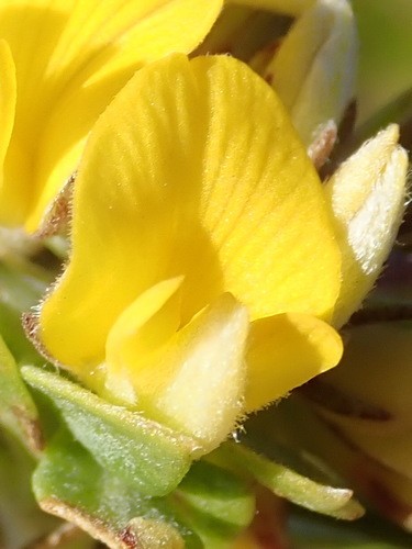 Aspalathus securifolia Flower, Leaf, Care, Uses PictureThis