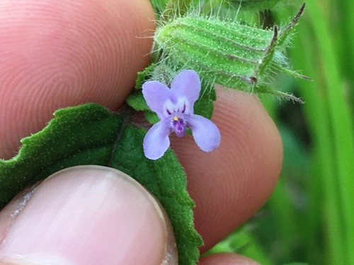 Mesosphaerum suaveolens PictureThis
