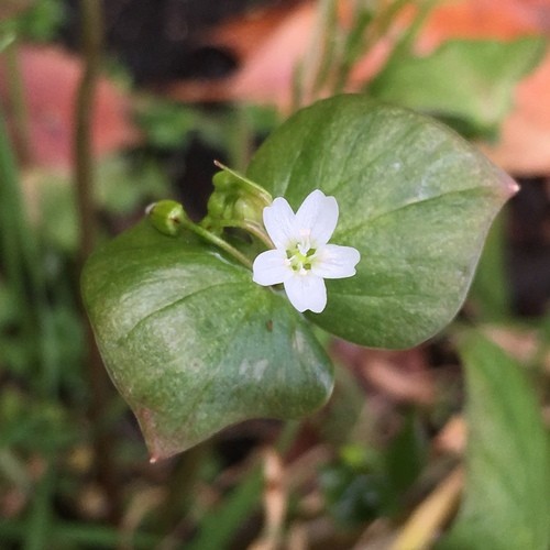 Claytonia washingtoniana PictureThis