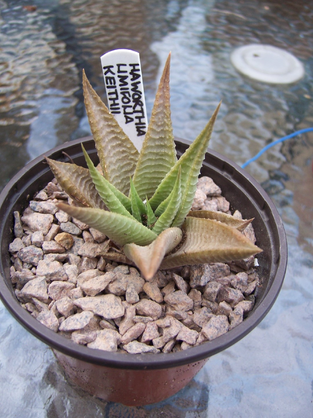 Fairy washboard (Haworthiopsis limifolia) Flower, Leaf, Care, Uses