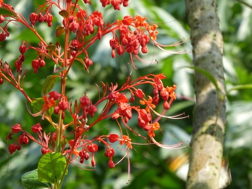 ヒギリ 緋桐 Clerodendrum Japonicum 花言葉 毒性 よくある質問 Picturethis