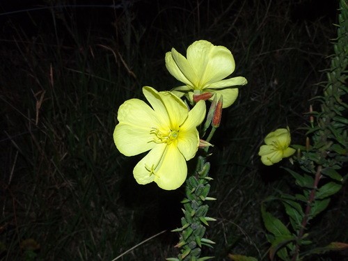 オオマツヨイグサ（大待宵草） (Oenothera glazioviana