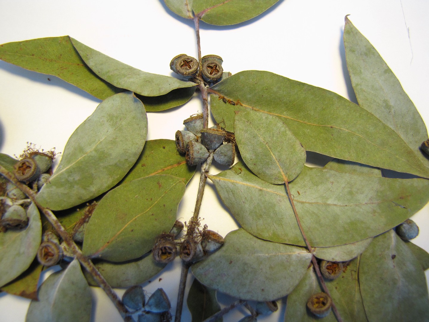 ギンマルバユーカリ (Eucalyptus cinerea) 花言葉，毒性，よくある質問 - PictureThis