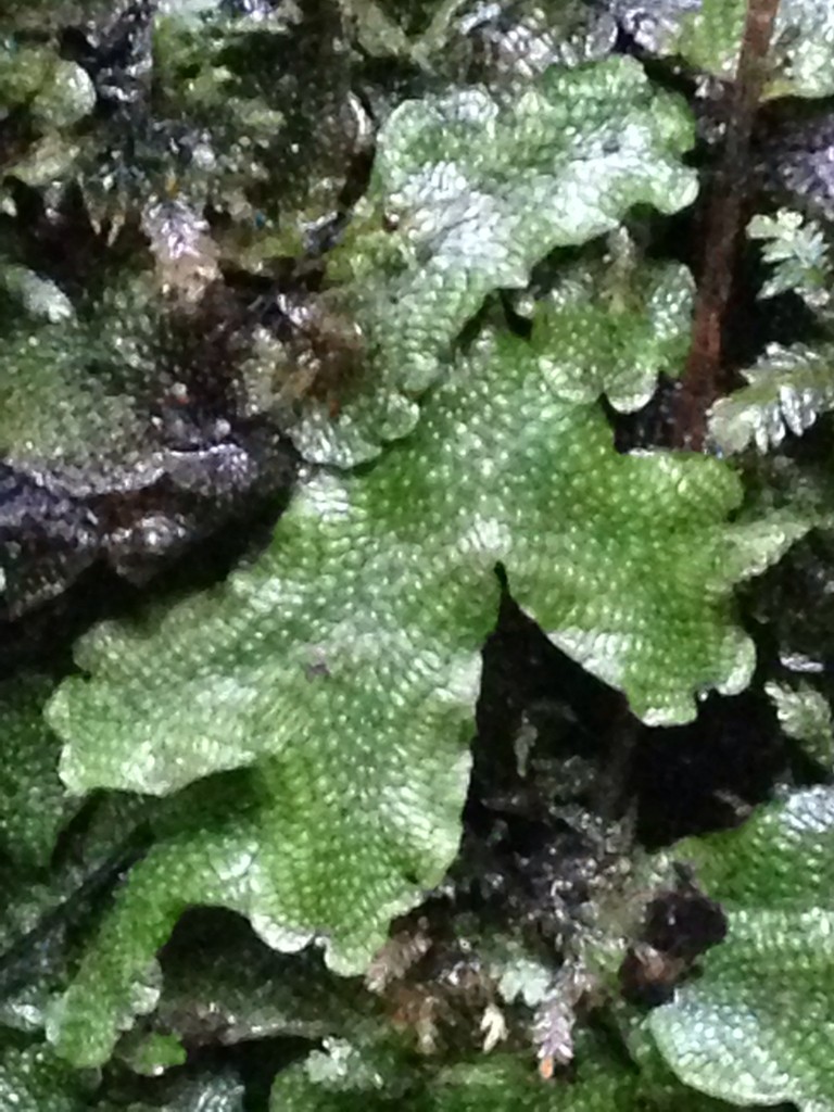 Snakeskin liverworts Care (Watering, Fertilize, Pruning, Propagation