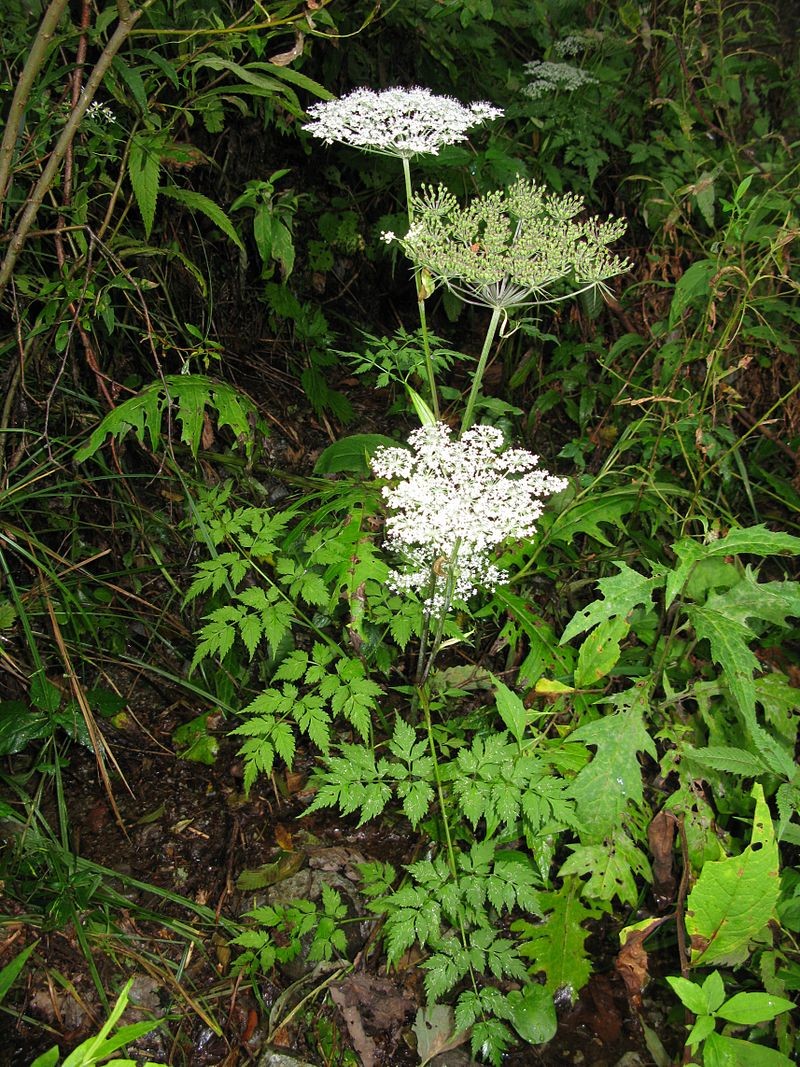 Angelica polymorpha PictureThis