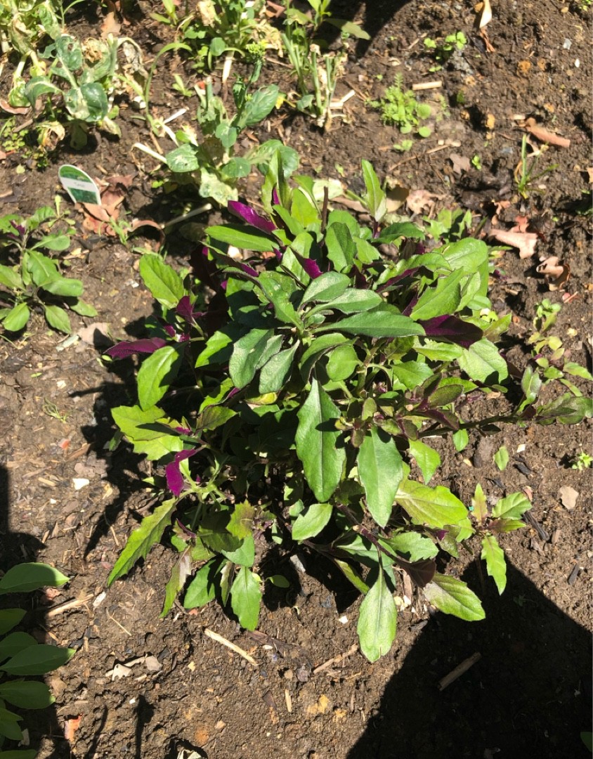 スイゼンジナ 水前寺菜 Gynura Bicolor 花言葉 学名 よくある質問 Picturethis