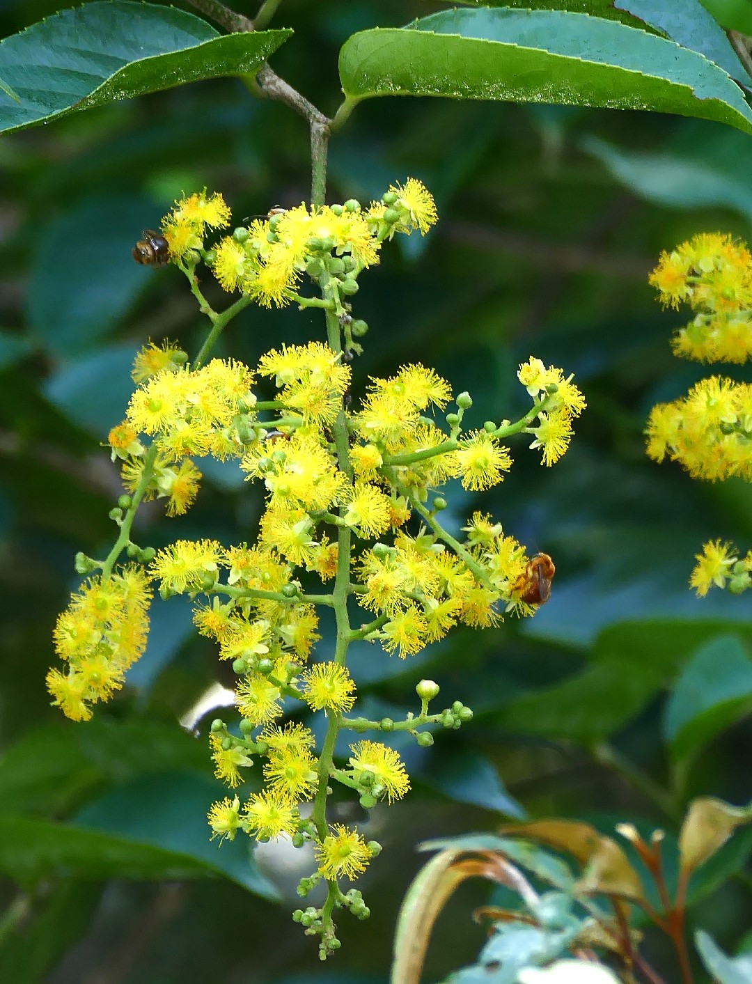 Banara guianensis PictureThis
