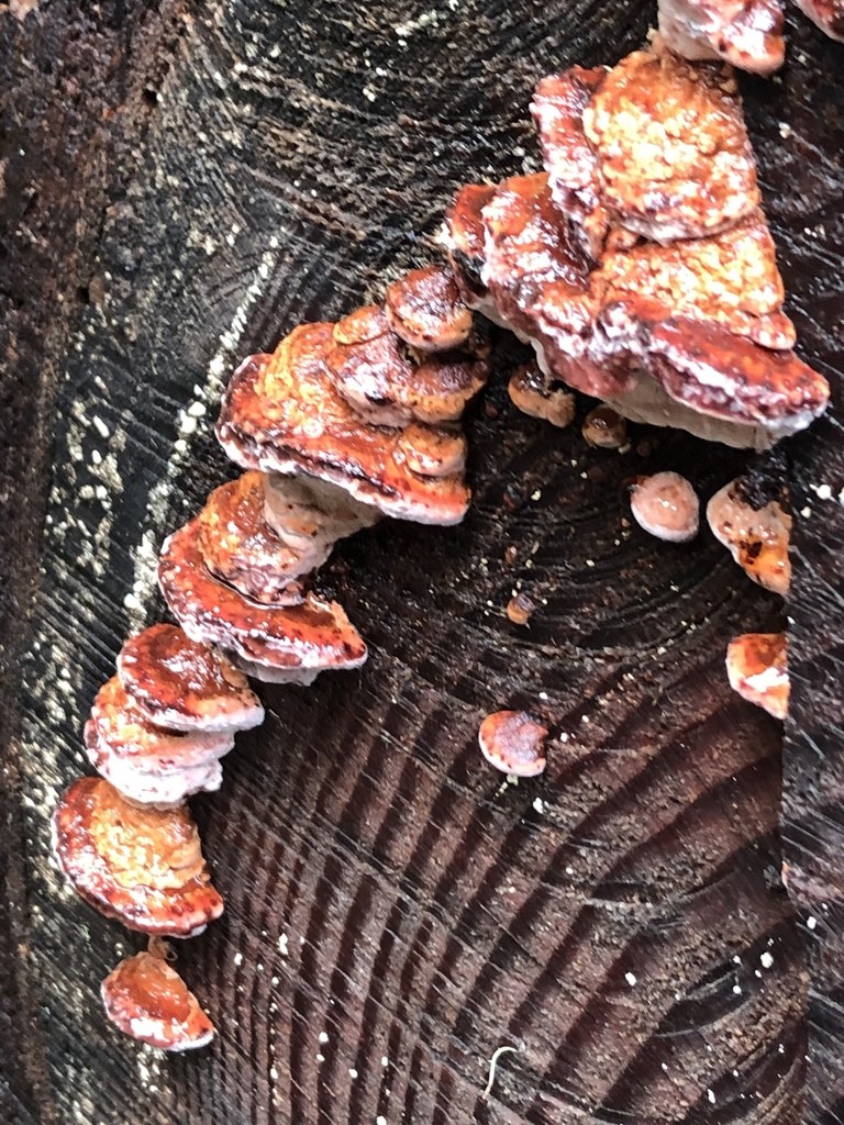 ツガサルノコシカケ科 (Fomitopsidaceae) - PictureThis