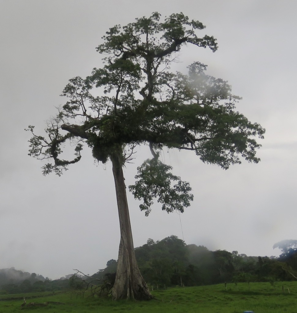 Trimming A Kapok Tree - Tips For Cutting Back Kapok Trees
