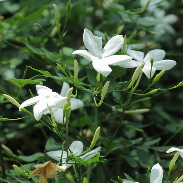 Common Jasmine (Jasminum officinale) in Philadelphia Bucks County