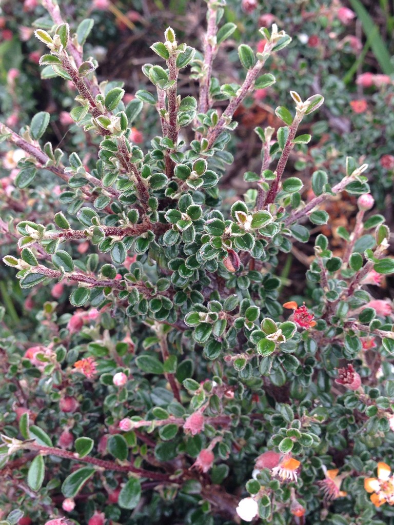 Cotoneaster Microphyllus (Cotoneaster microphyllus) - PictureThis