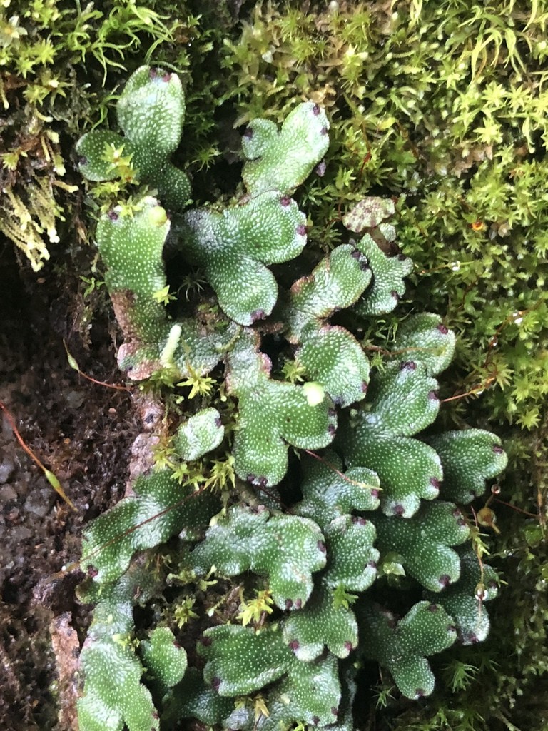 Levermossen (Marchantiophyta)