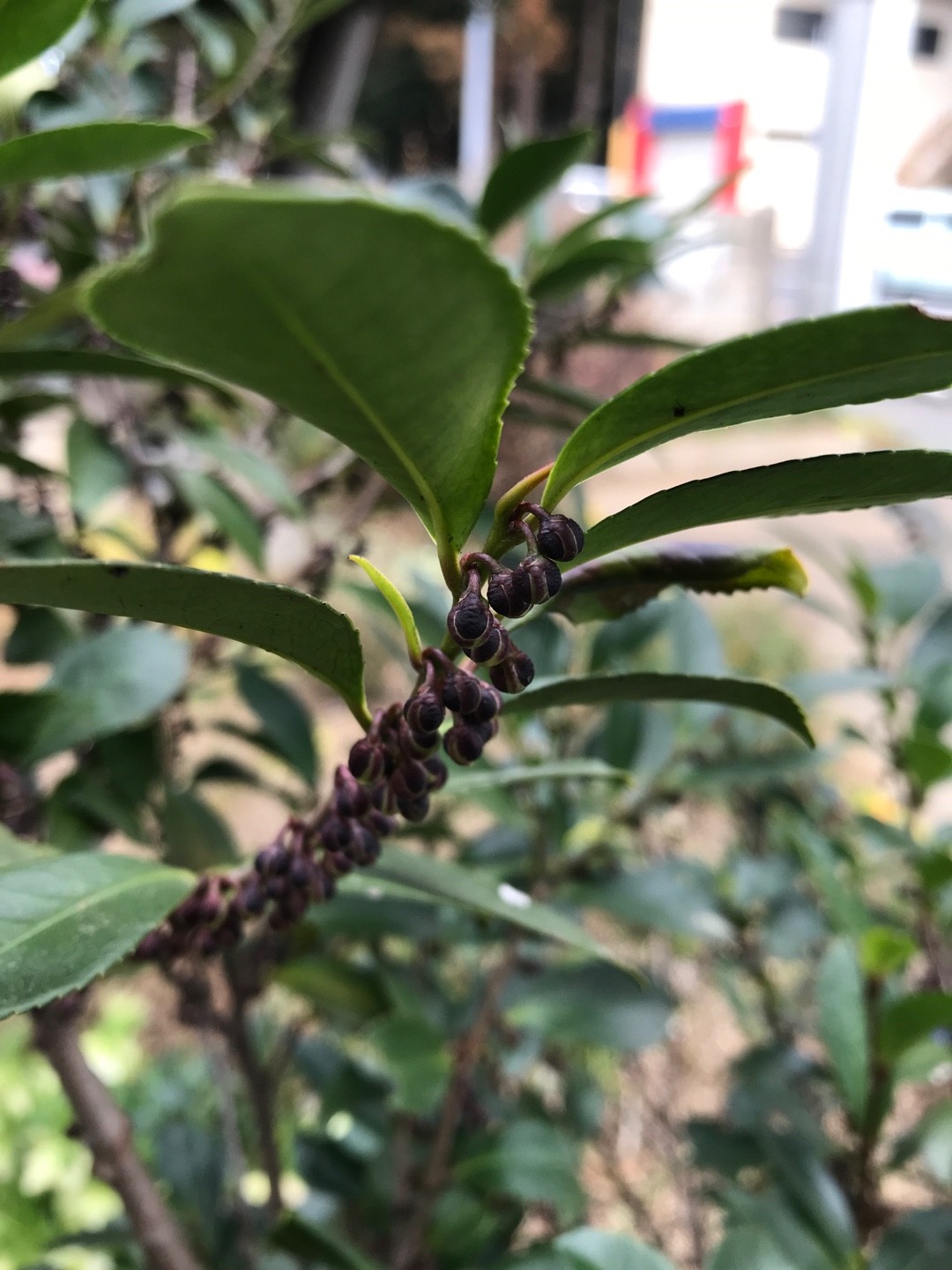 ヒサカキ（姫榊）の判定方法 (Eurya japonica)