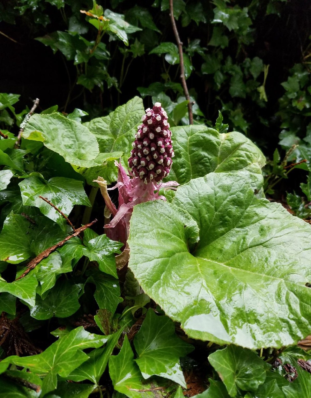 서양머위 (Petasites Hybridus) - Picturethis