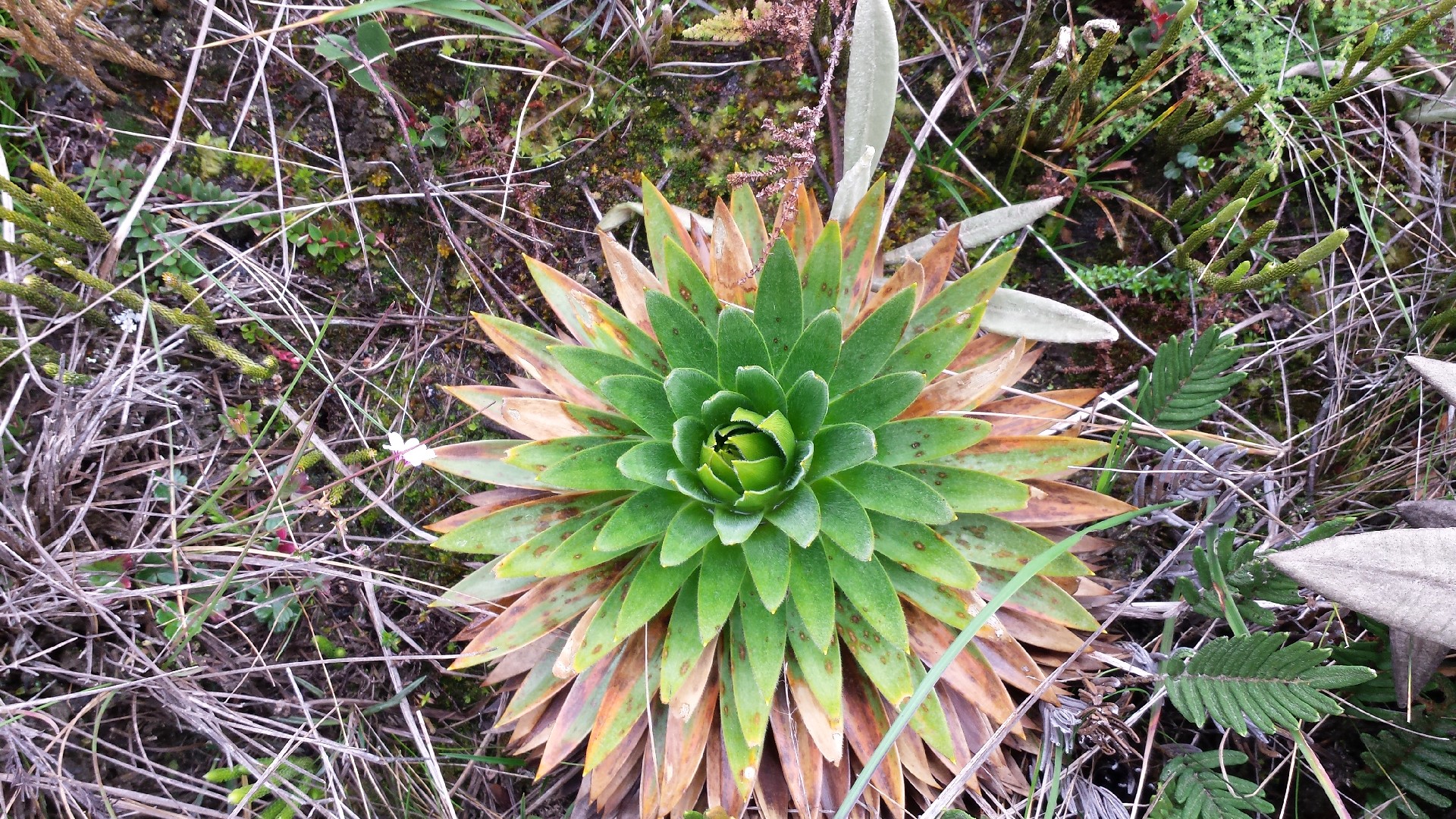 Paepalanthus alpinus PictureThis