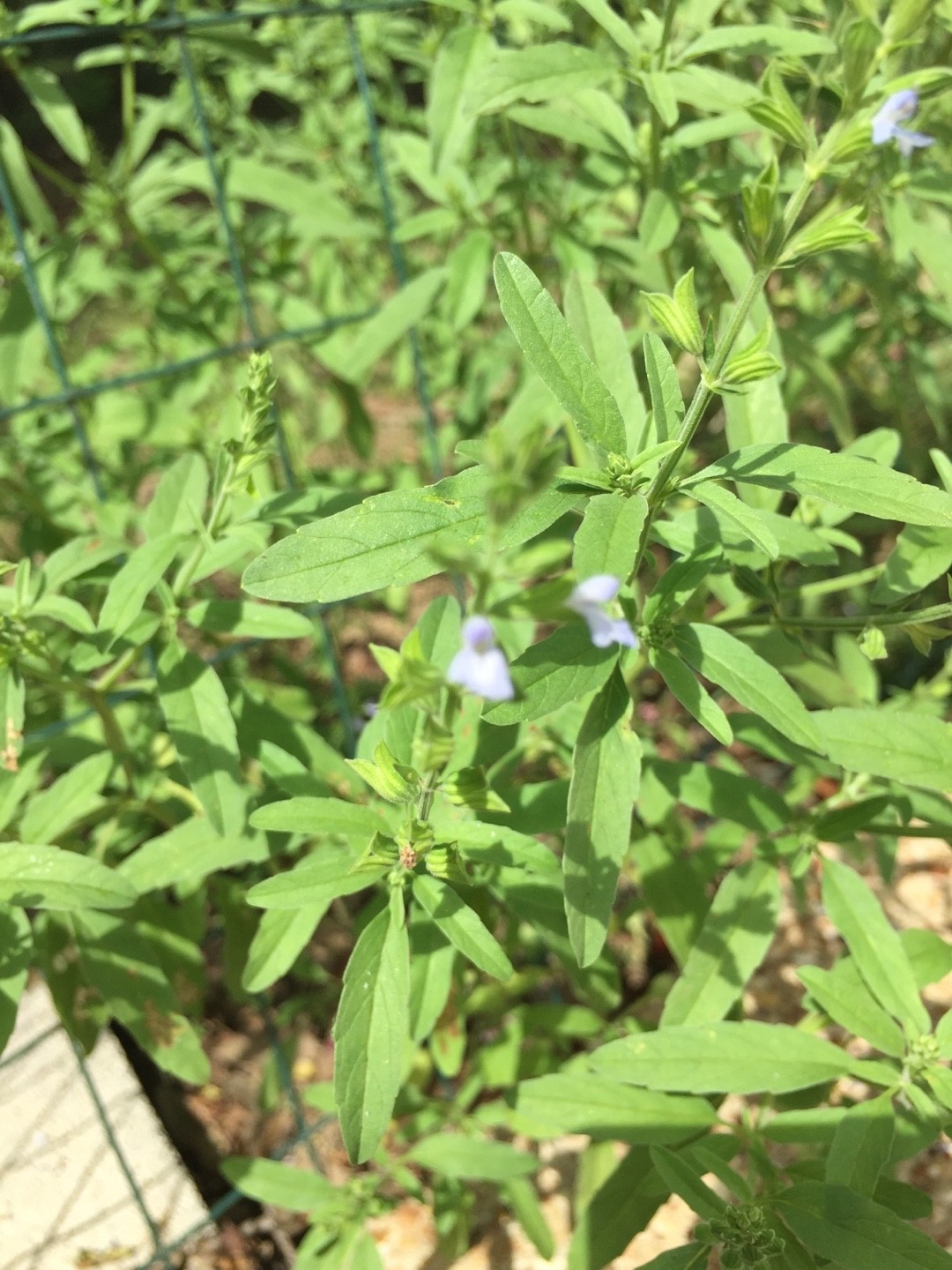 Sage mint (Salvia reflexa) Flower, Leaf, Uses PictureThis