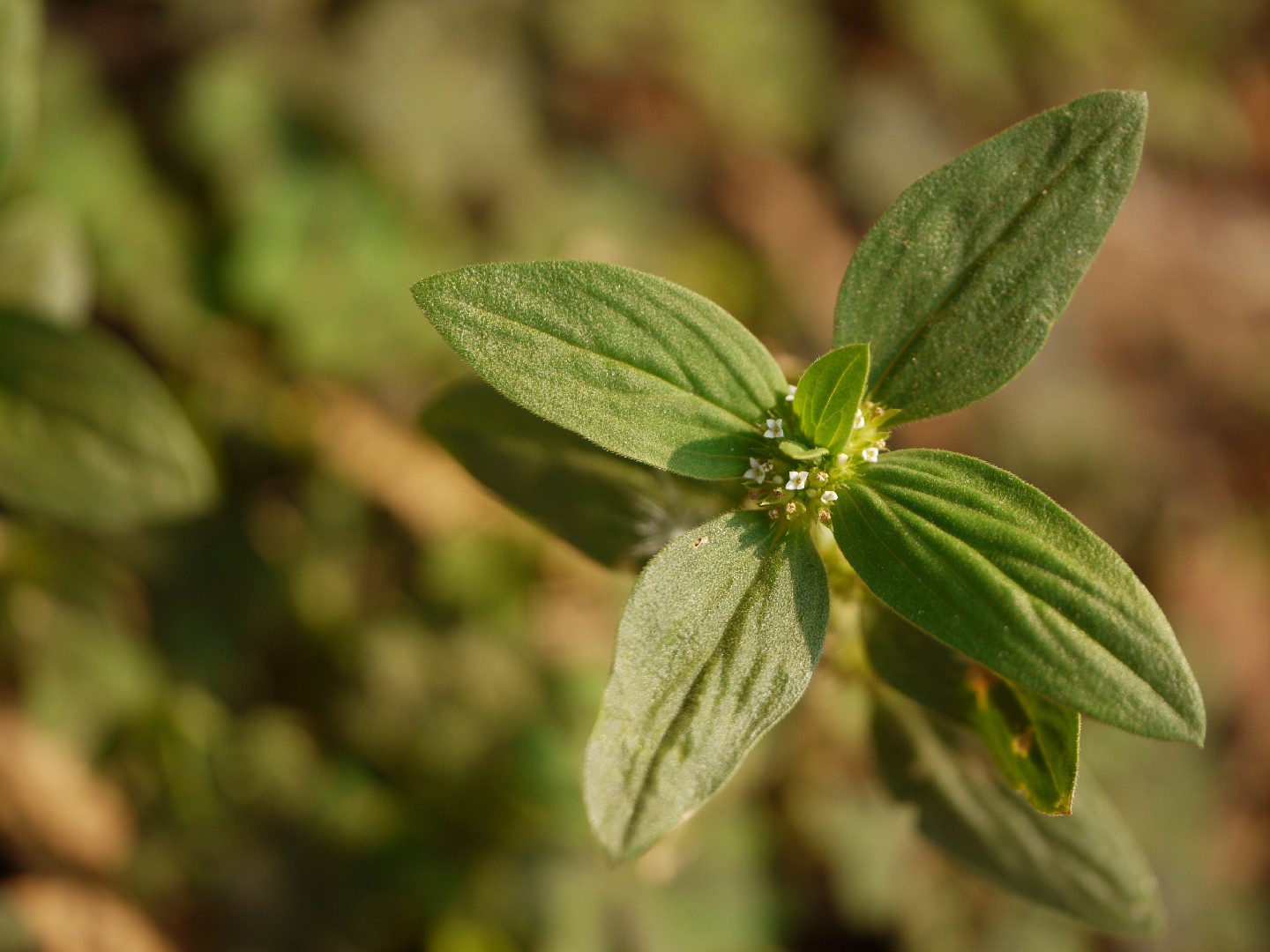 Spermacoce ocymoides PictureThis