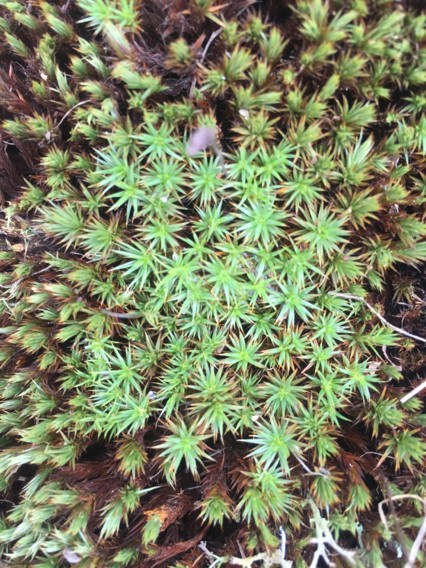 金髮蘚屬 (Polytrichum)