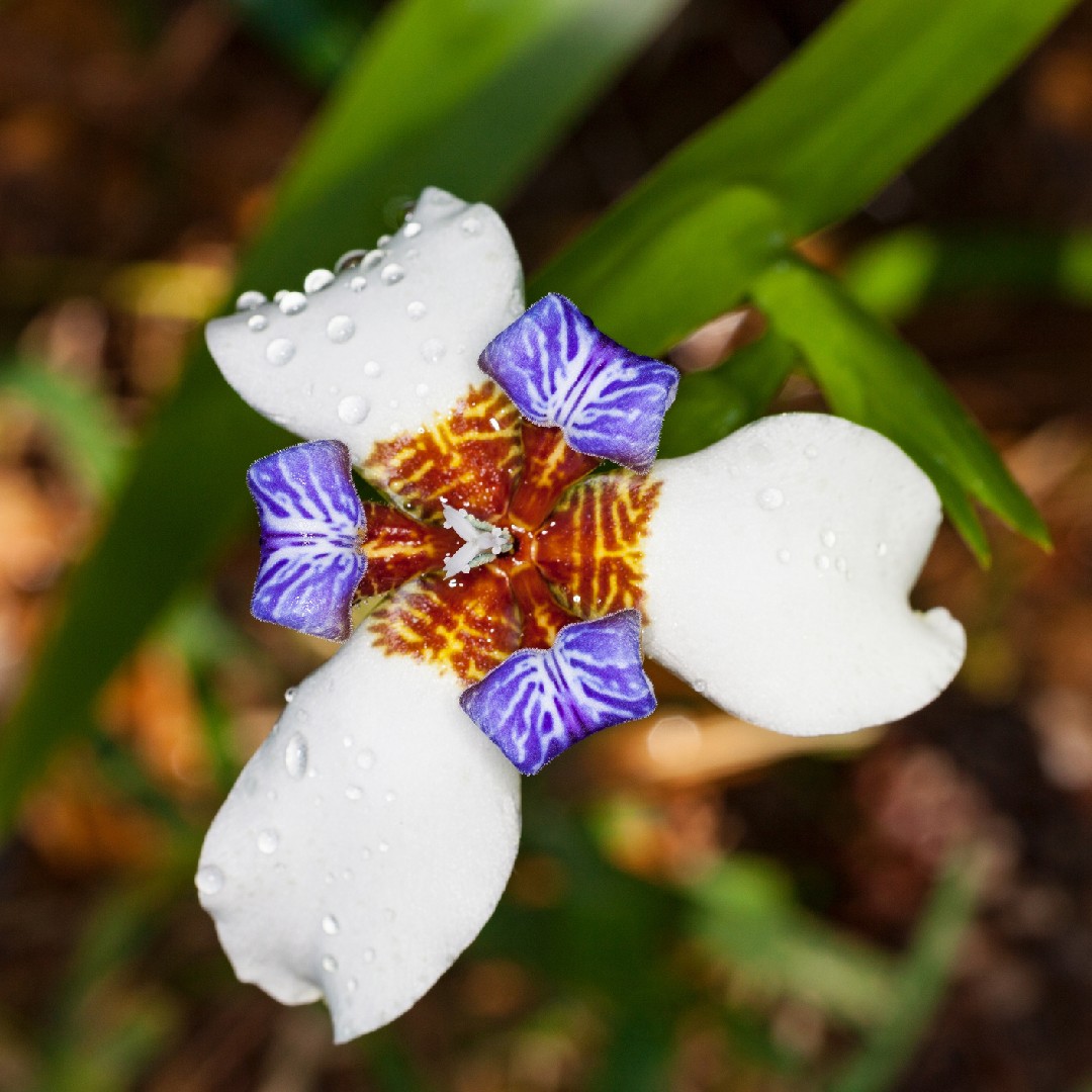 Diamond flowers (Stenaria nigricans) Flower, Leaf, Care, Uses - PictureThis